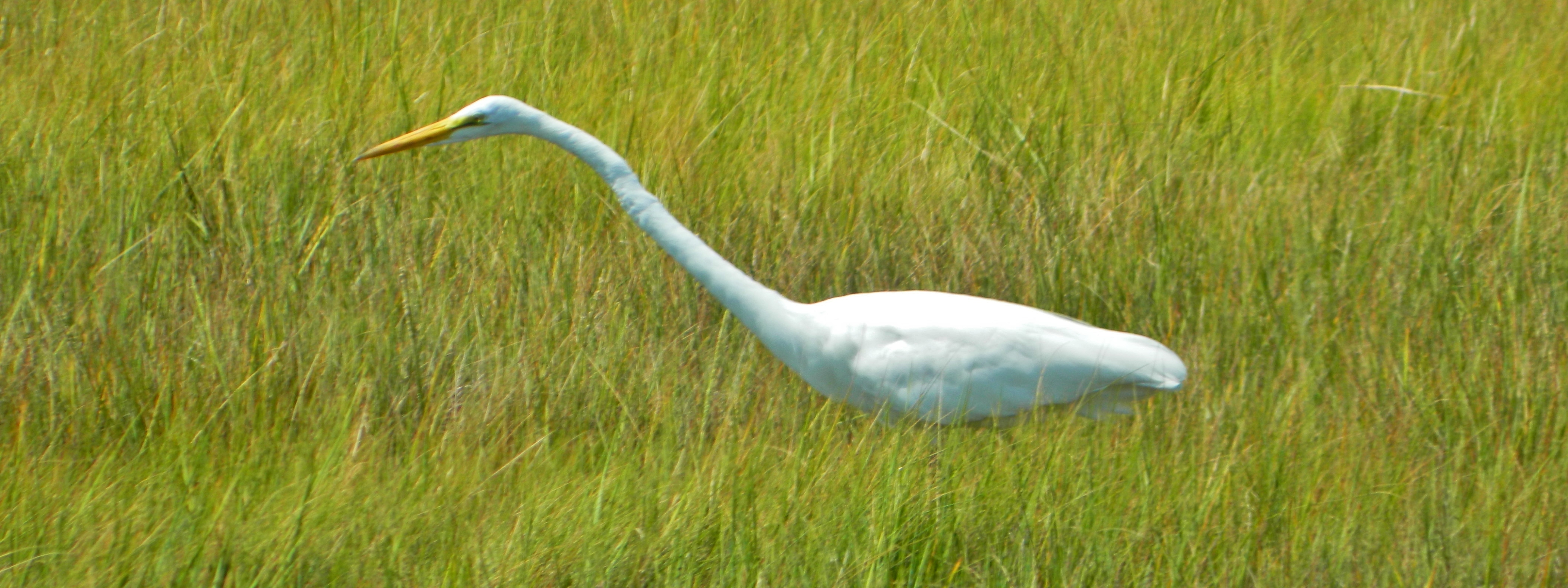 Marshland Shutterbug